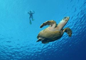 Snorkeling with turtles in Los Cabos
