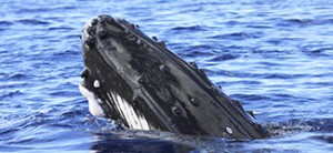 whale watching in Los Cabos