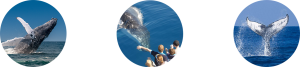 whale watching san jose del cabo, los cabos