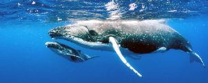 humpback whale and calve