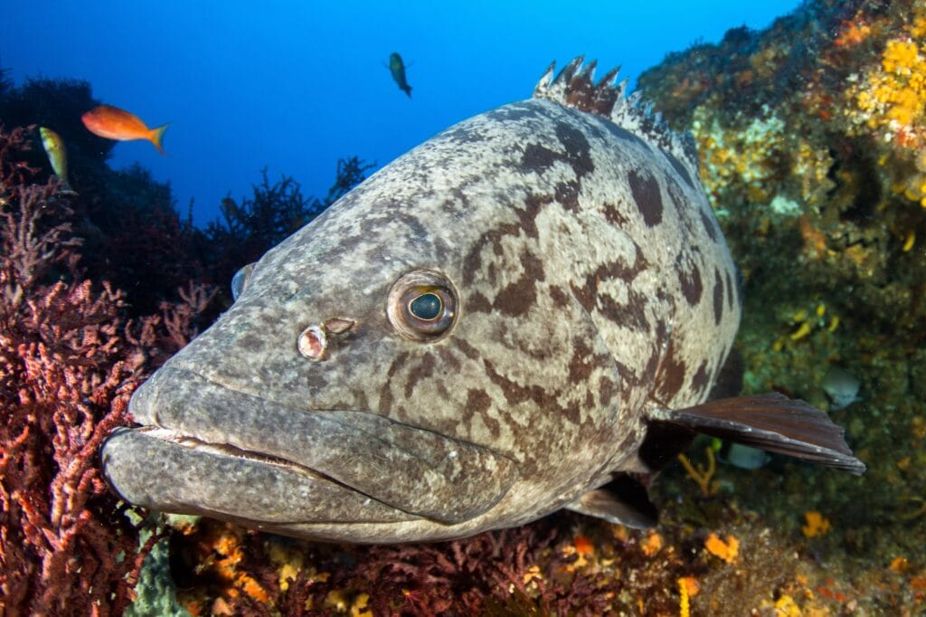 Potato Grouper on Protea Banks South Africa