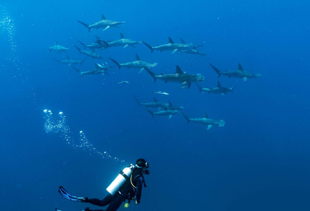 diver in the open blue looking a school of scalloped hammerheads who are very far away from diver. the hammerheads not too close to diver. hd quality photo
